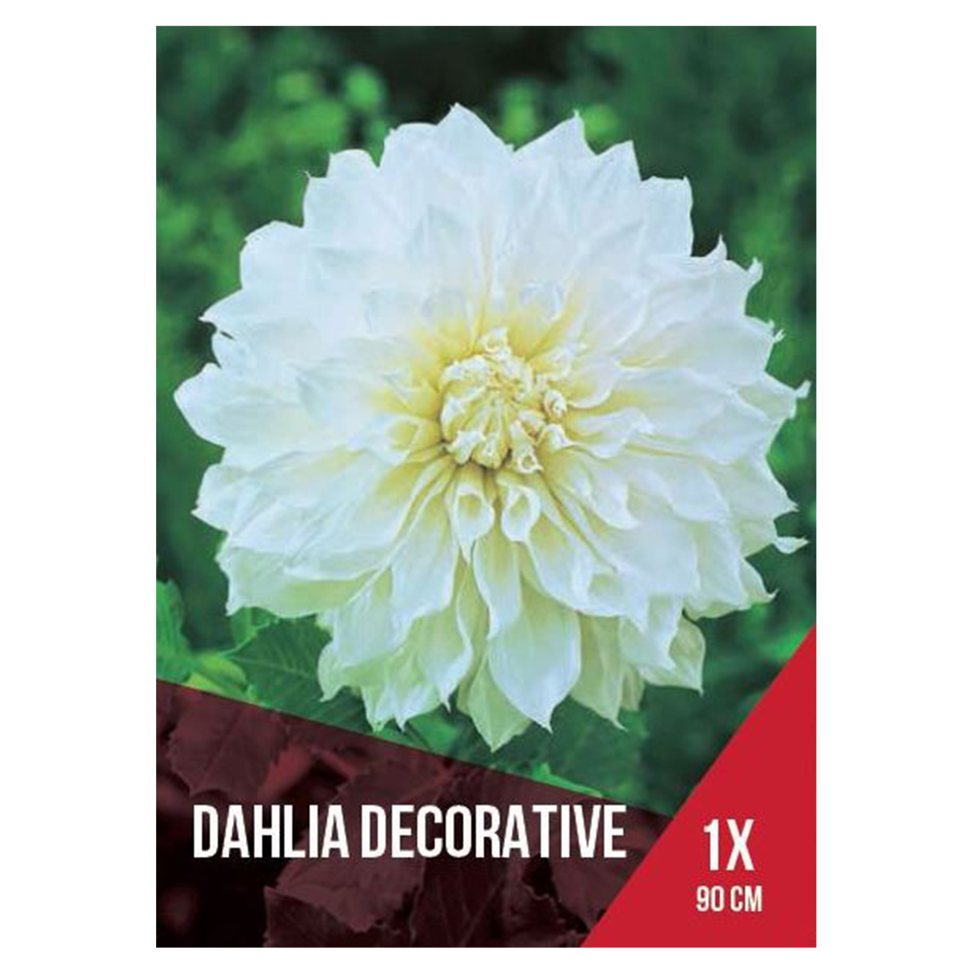 Dália  Branca 1 Bolbo