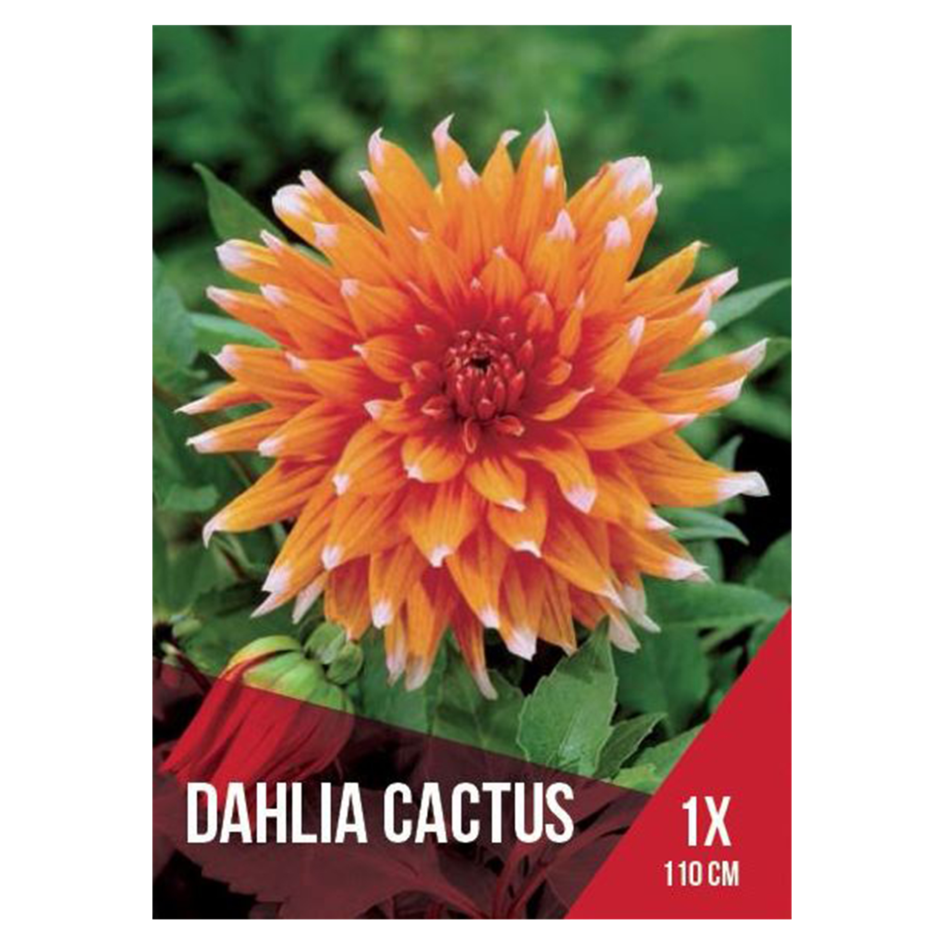 Dália Cactus Laranja 1 Bolbo