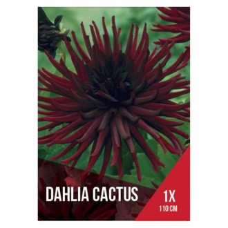 Dlia Cactus Vermelha 1 Bolbo