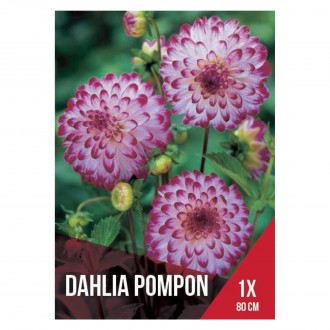 Dlia Pompom Rosa/Branco 1 Bolbo
