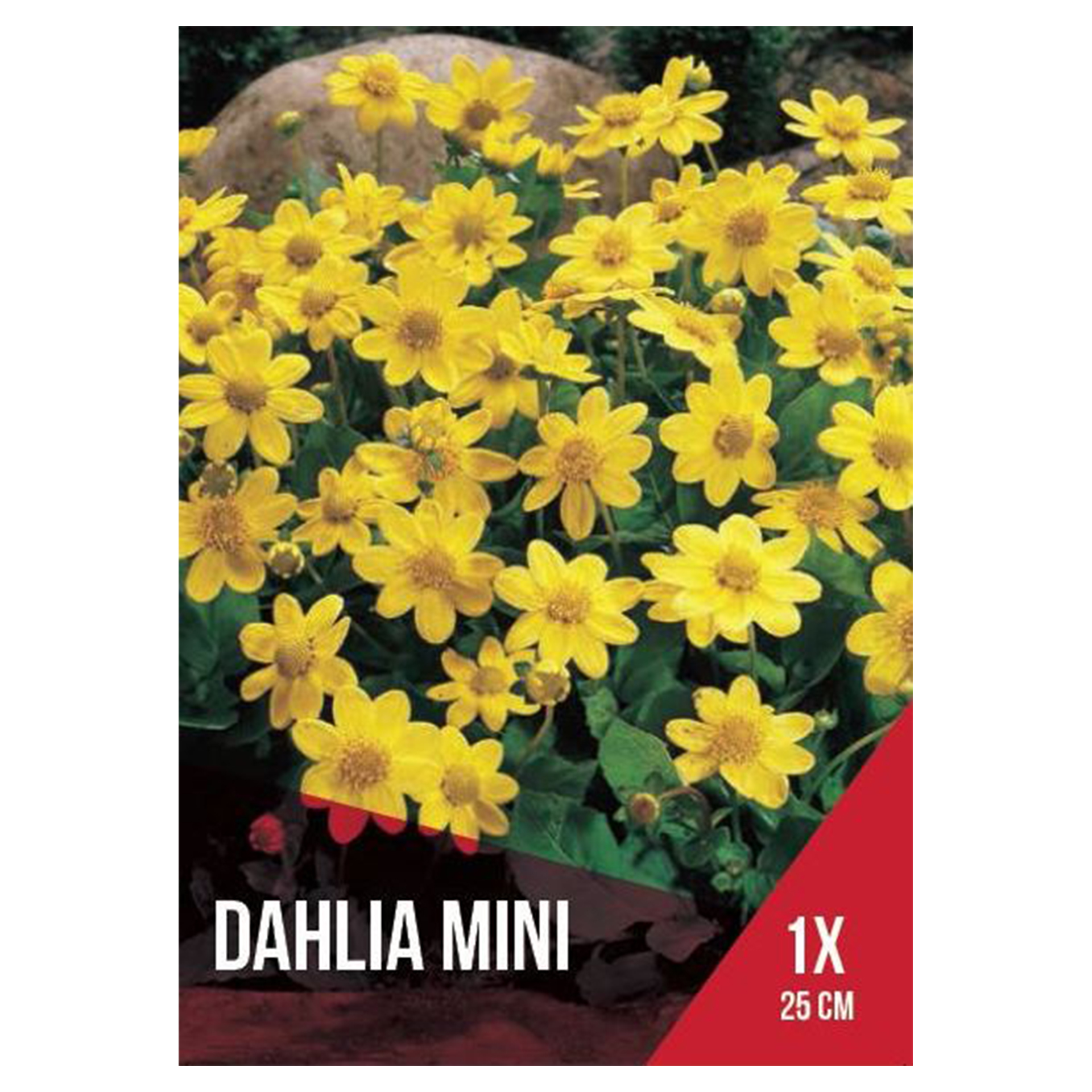 Dália Topmix Mini Amarela 1 Bolbo