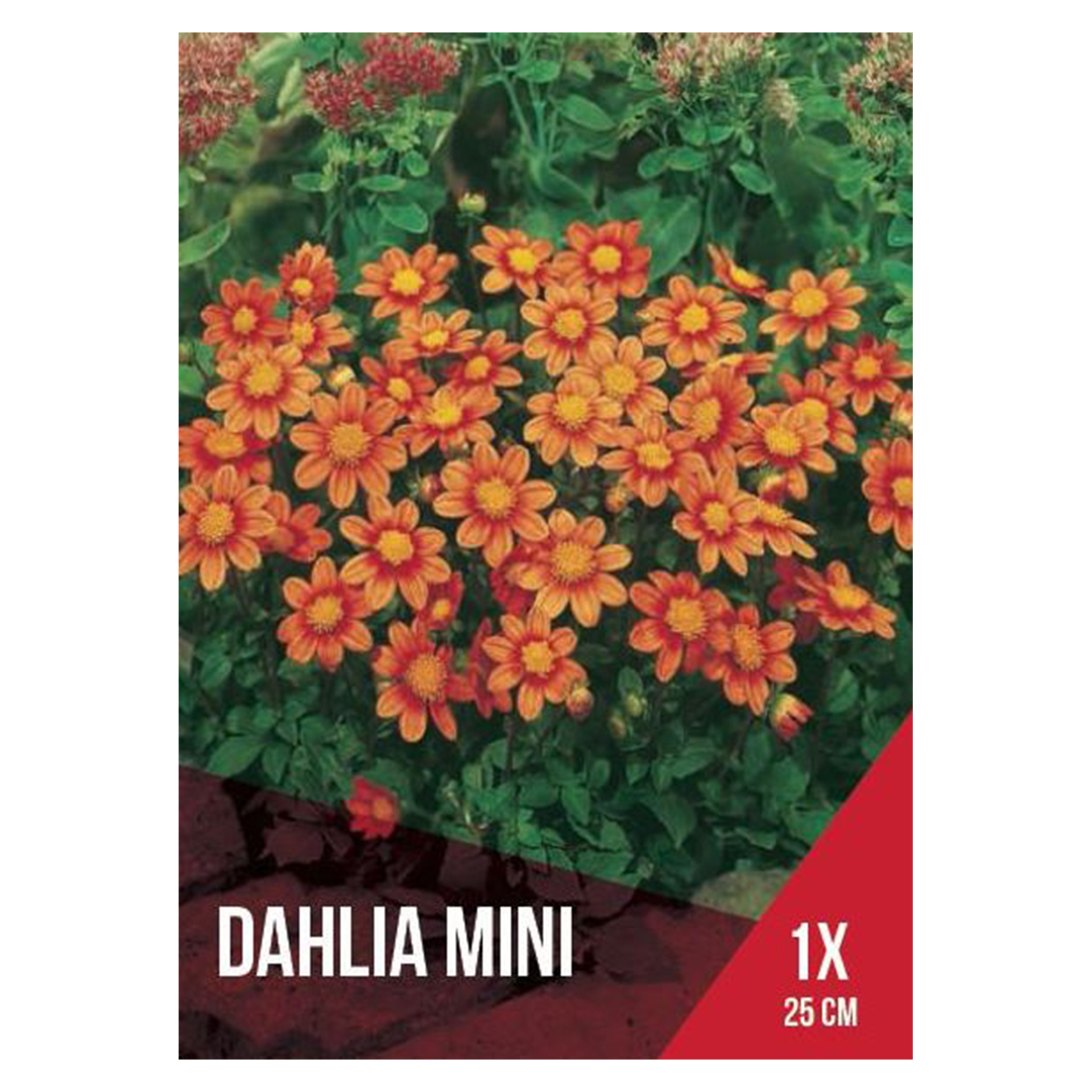 Dália Topmix Mini Laranja 1 Bolbo