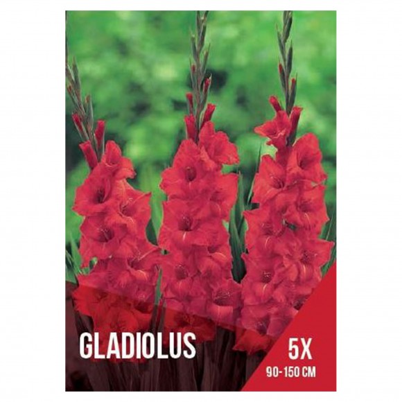 Gladiolo Vermelho Claro 5 Bolbos
