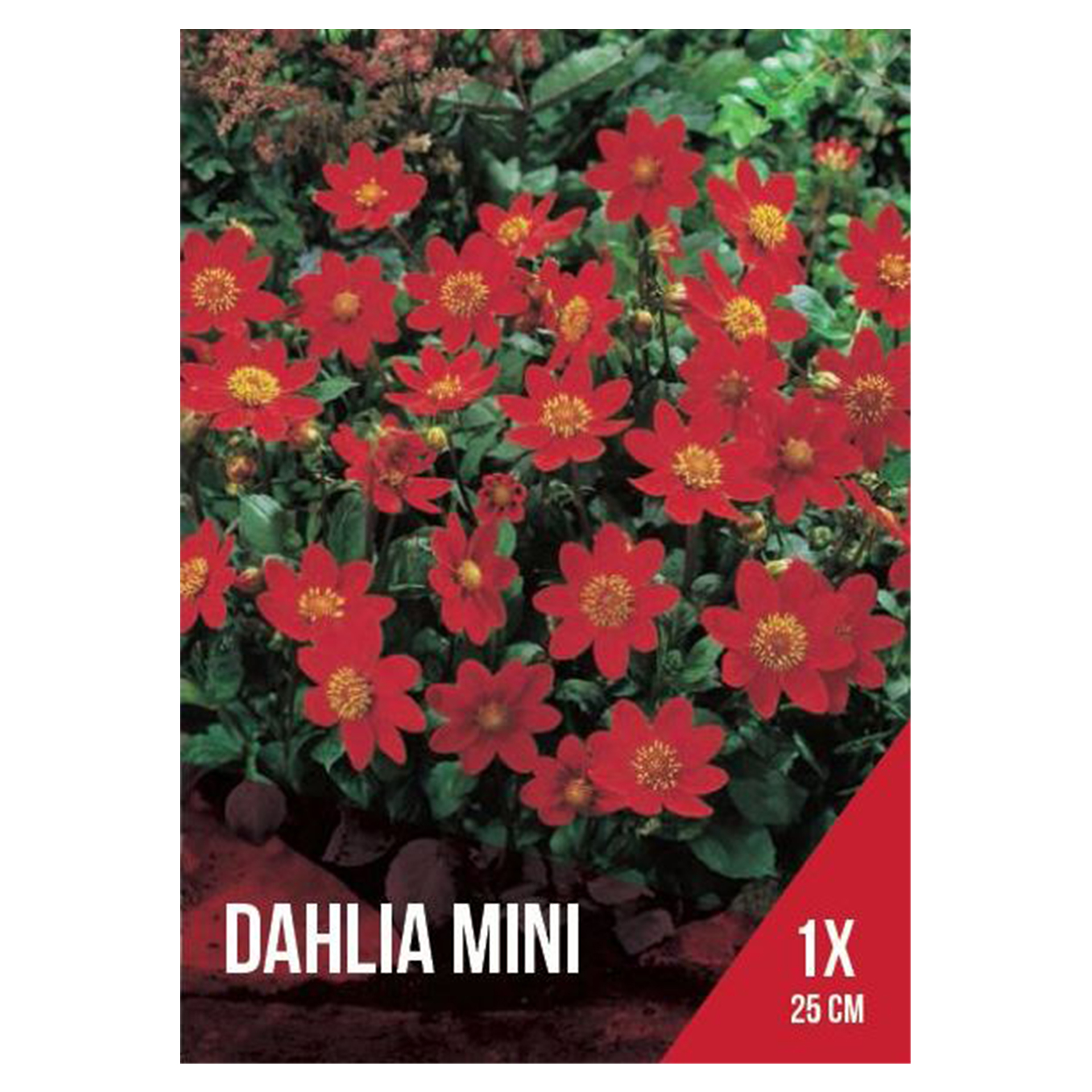 Dália Topmix Mini Vermelha 1 Bolbo