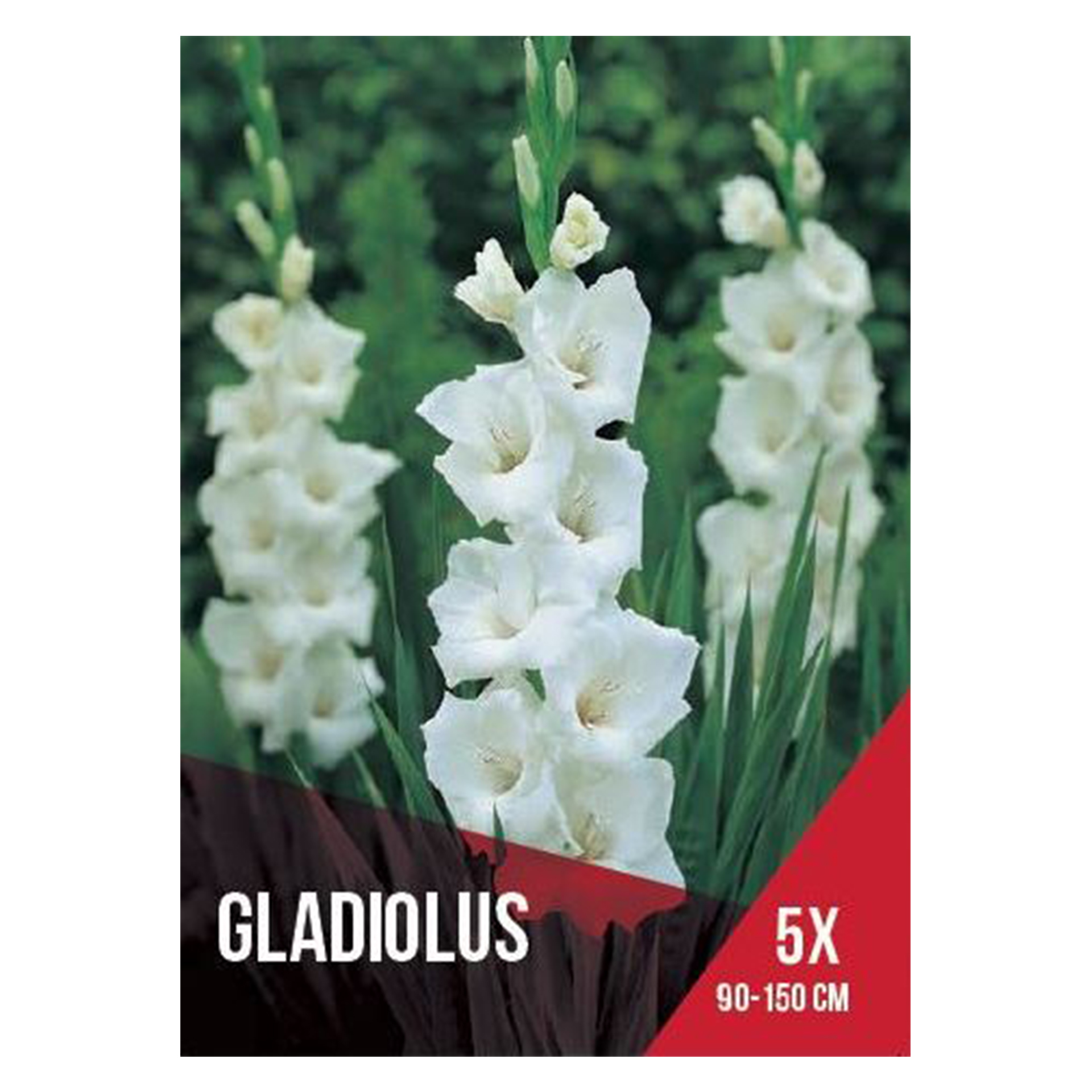 Gladiolo Branco 5 Bolbos