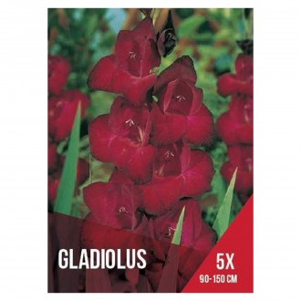 Gladiolo Vermelho Escuro 5 Bolbos