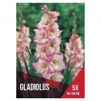 Gladiolo Bicolor 5 Bolbos