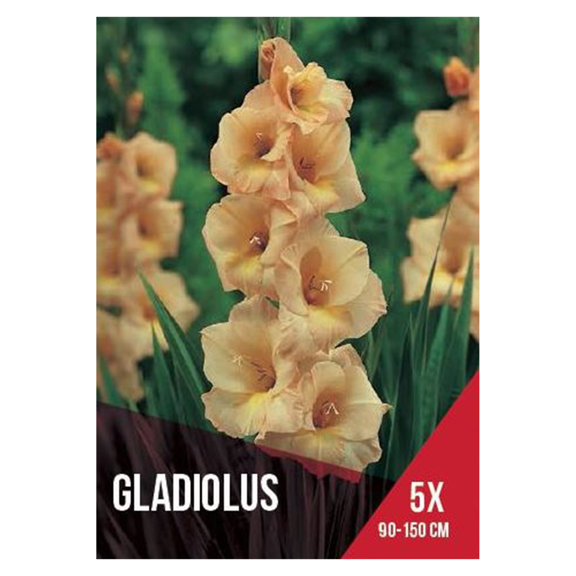 Gladiolo Salmão 5 Bolbos