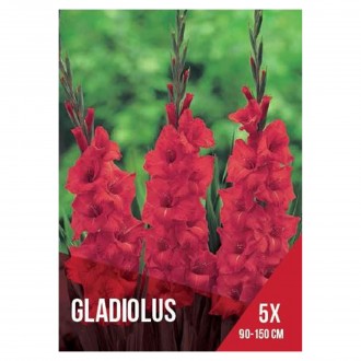 Gladiolo Vermelho Claro 5 Bolbos