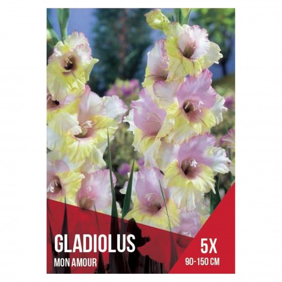 Gladiolo Seleo Rosa/Vermelho 5 Bolbos