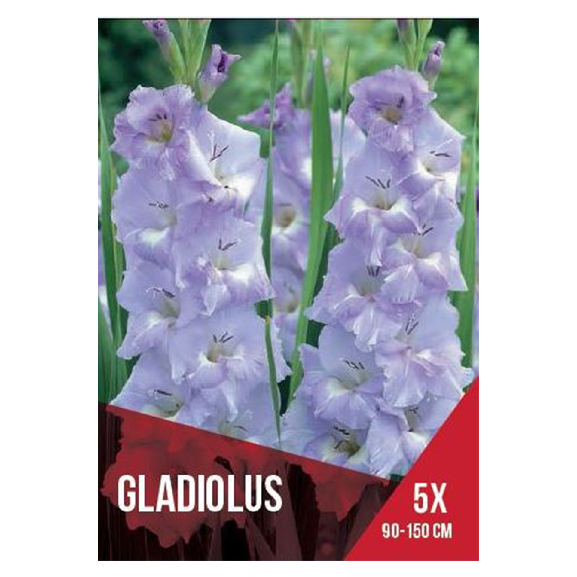 Gladiolo Violeta Claro 5 Bolbos