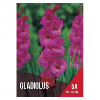 Gladiolo Lils 5 Bolbos