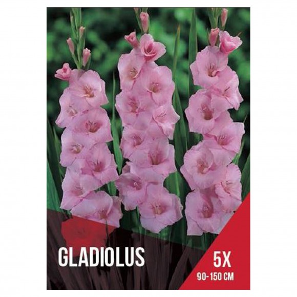 Gladiolo Rosa Claro 5 Bolbos