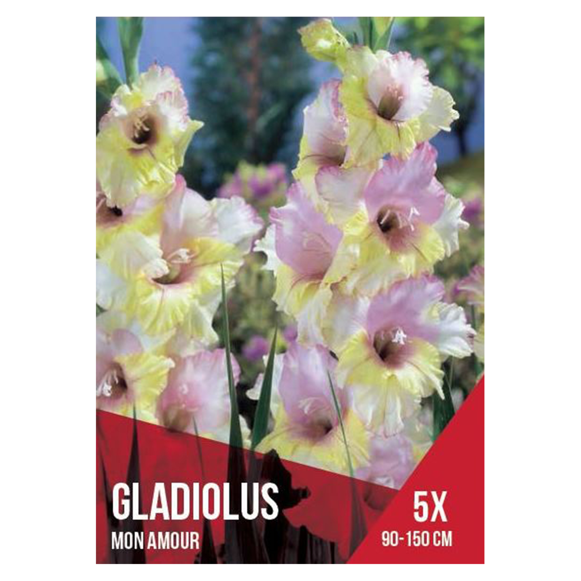 Gladiolo Seleção Rosa/Vermelho 5 Bolbos