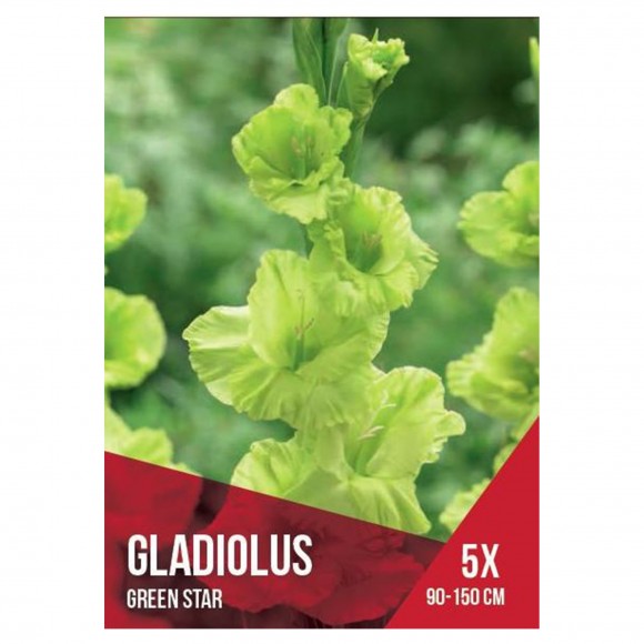 Gladiolo Seleo Verde 5 Bolbos