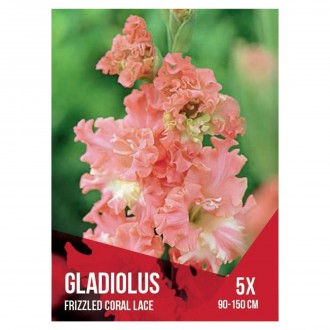 Gladiolo Seleo Rosa 5 Bolbos