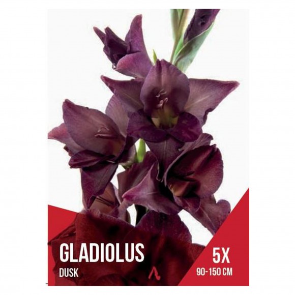 Gladiolo Seleo Castanho 5 Bolbos