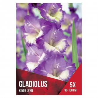 Gladiolo Seleo Roxo/Branco 5 Bolbos