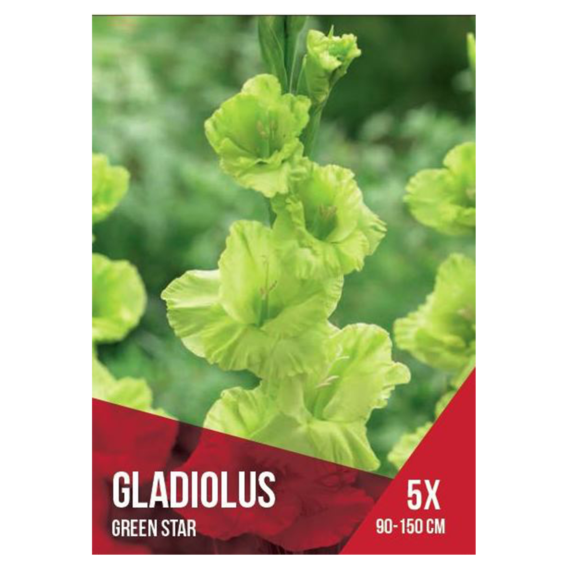 Gladiolo Seleção Verde 5 Bolbos