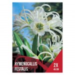 HYMENOCALLIS FESTALIS 2 BOLBOS HYMENOCALLIS FESTALIS 2 BOLBOS