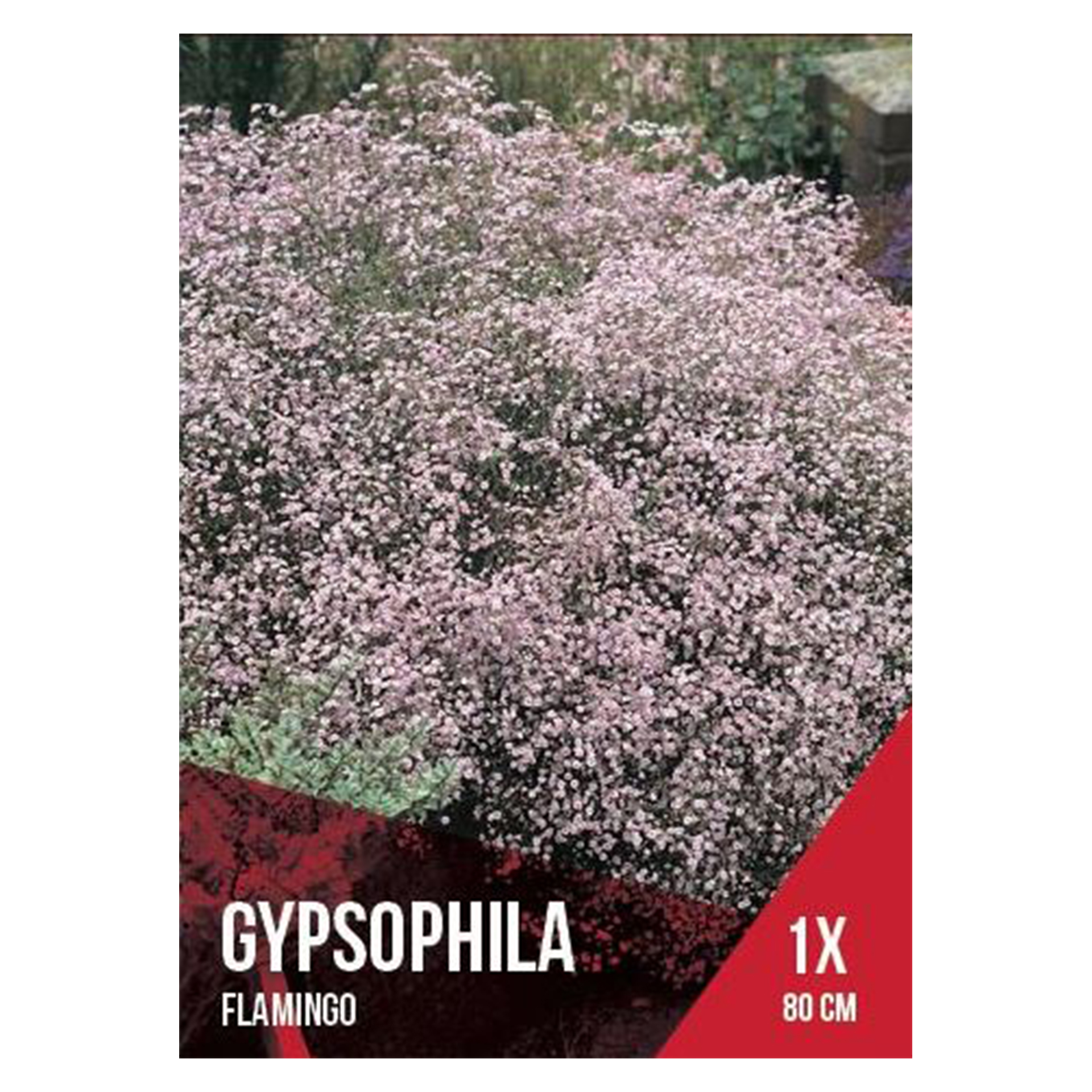 Gipsofila Rosa 1 Bolbo