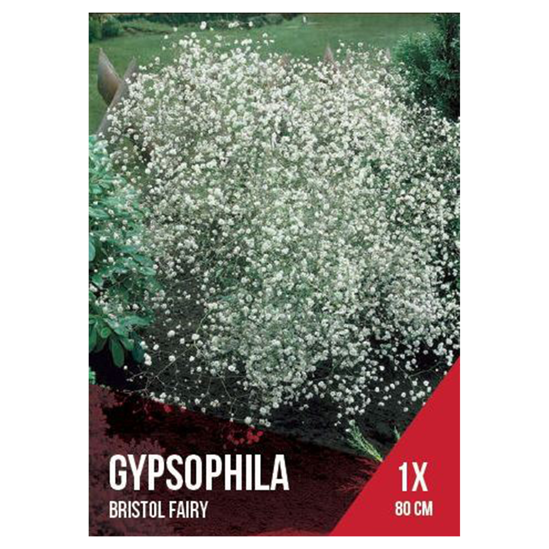 Gipsofila Branca 1 Bolbo