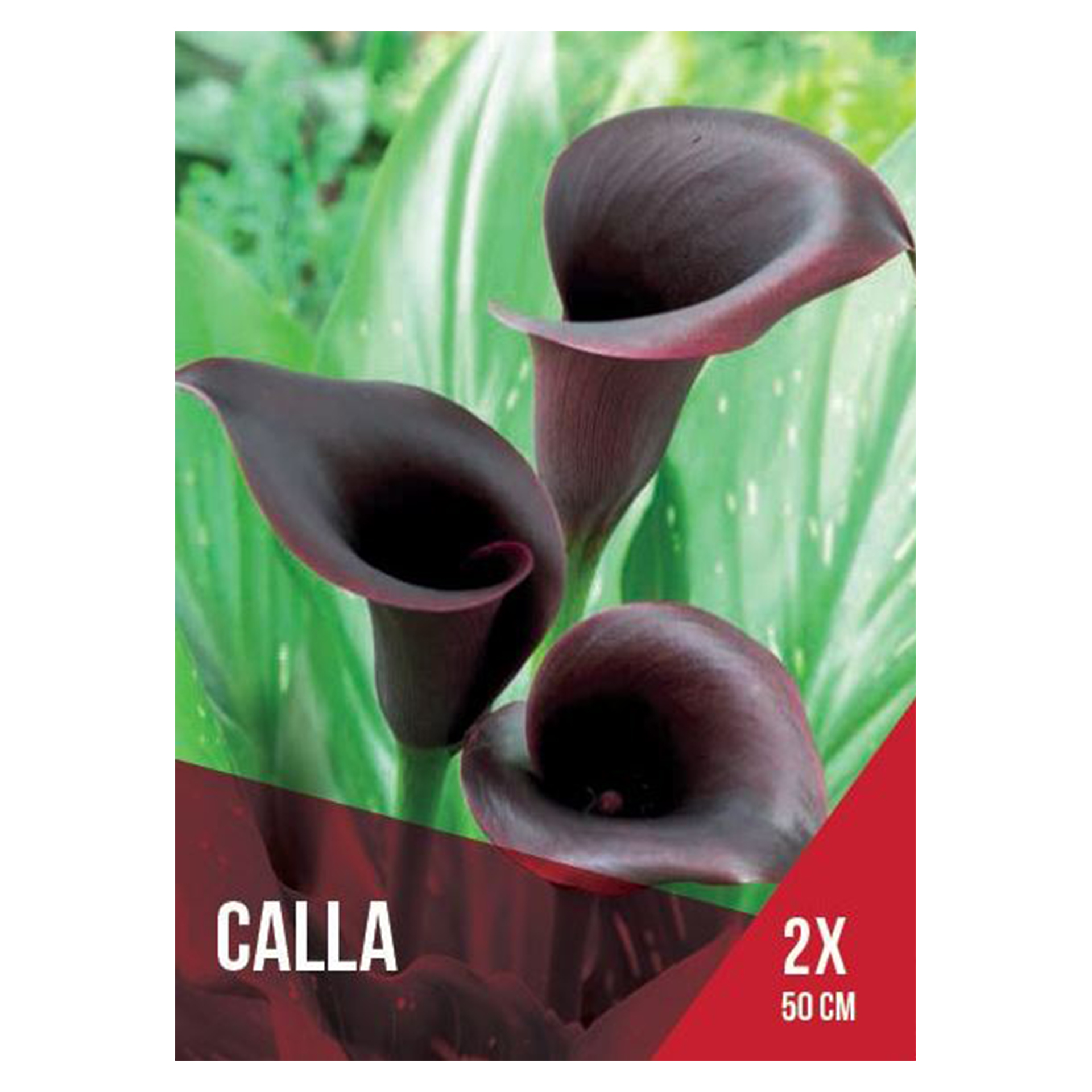 Jarro Negro 2 Bolbos