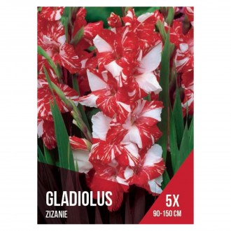Gladiolo Seleo Vermelho/Branco  5 Bolbos