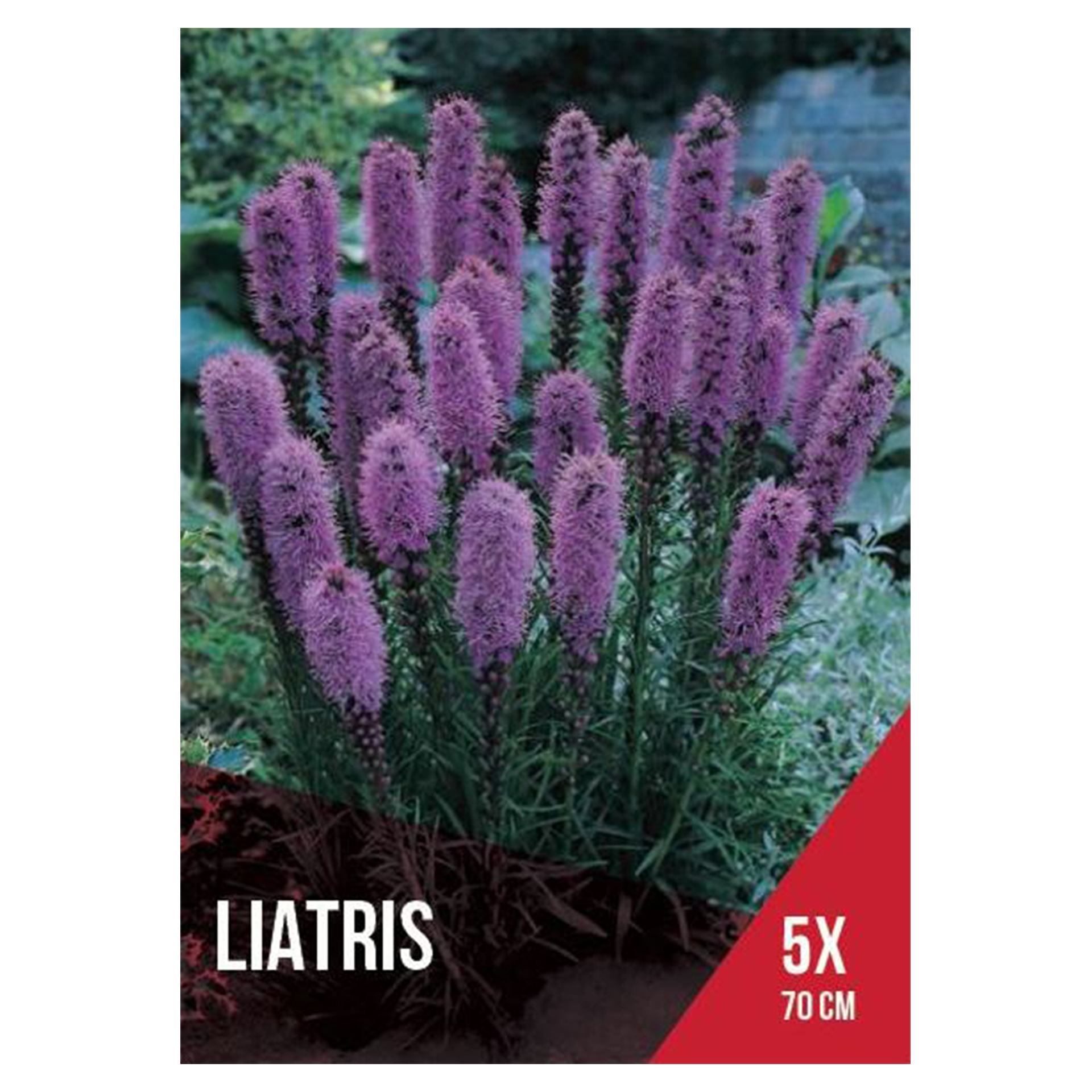 Liatris Azul 5 Bolbos