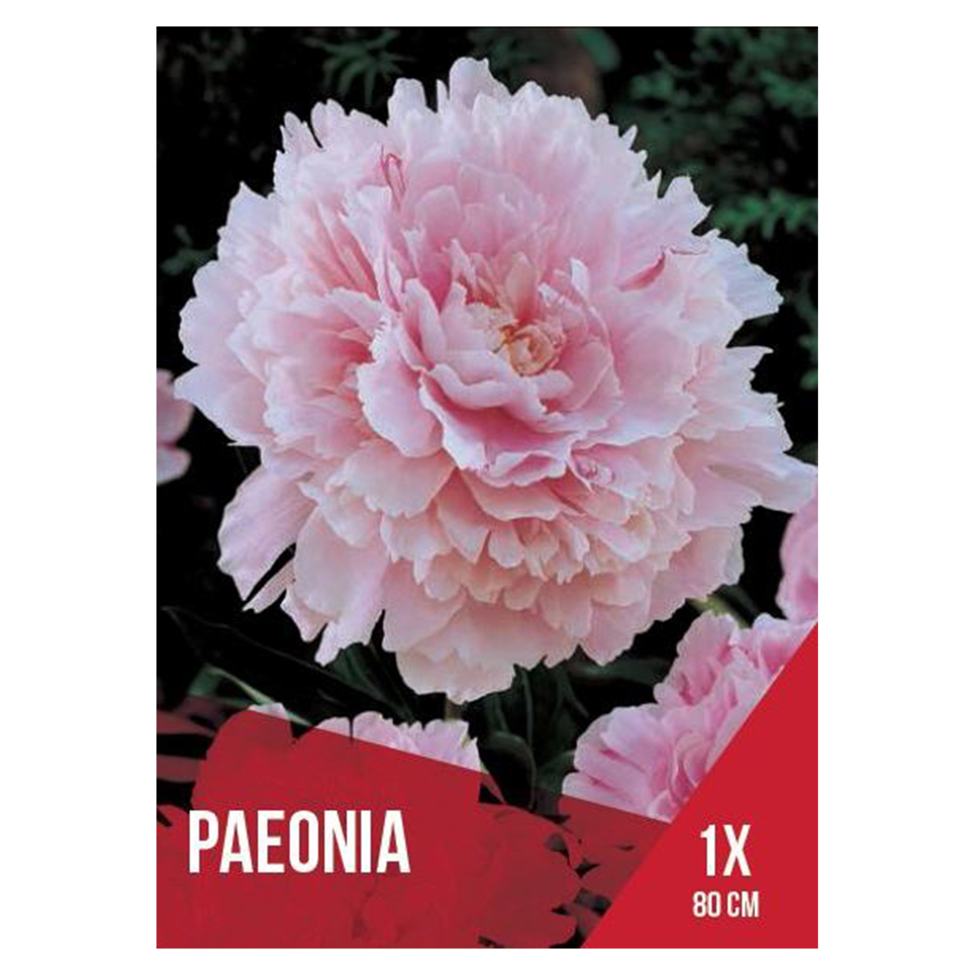 Paeonia Rosa Claro 1 Bolbo