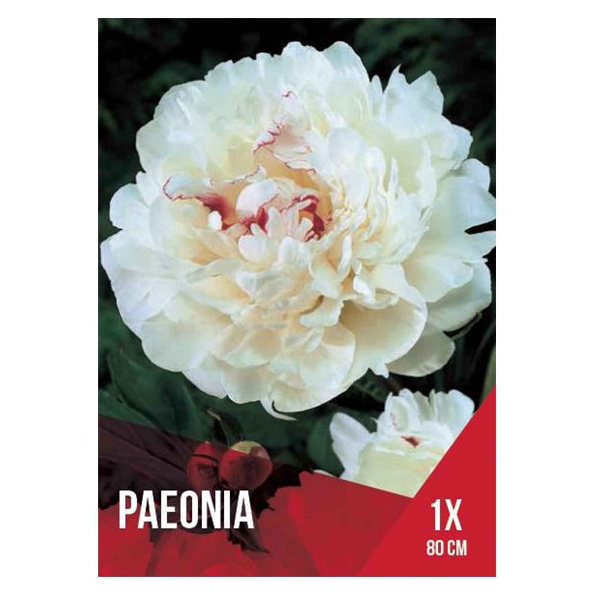 Paeonia Branca 1 Bolbo