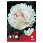 Paeonia Branca 1 Bolbo Paeonia Branca 1 Bolbo