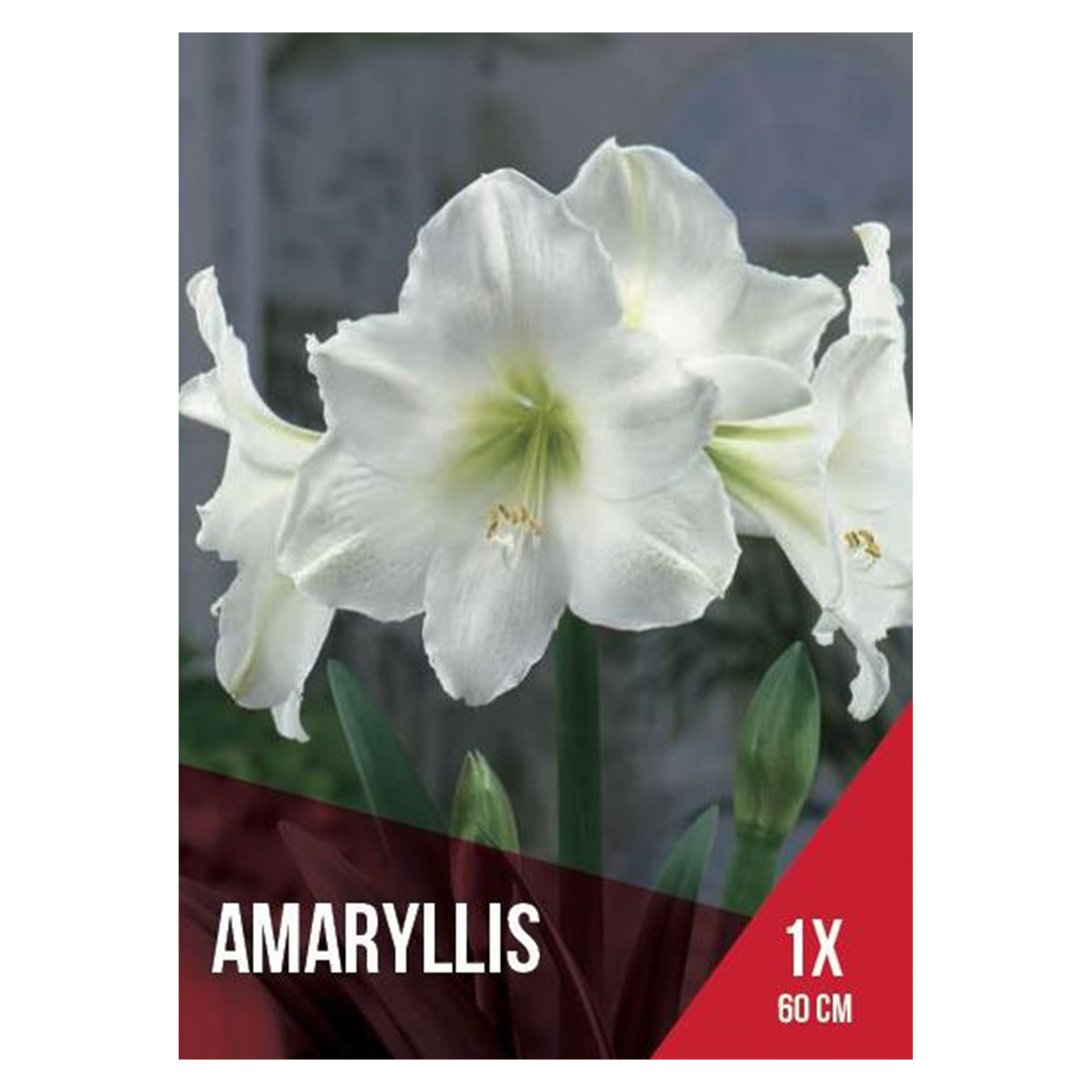 Amarilio Branco 1 Bolbo