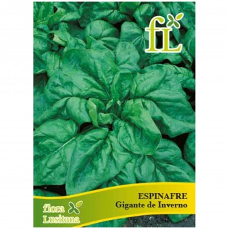 Espinafre Gigante Inverno 10 G FLORA LUSITANA