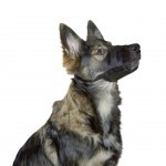 Açaime Nylon Para Cão 12-14CM KERBL Açaime Nylon Para Cão 12-14CM KERBL