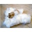 MATERIAL DE NINHO P/HAMSTER