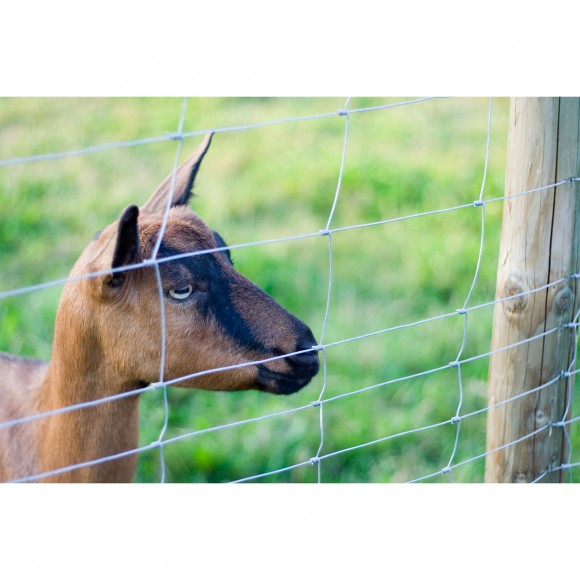 Rede Agrimor L 8X15 CM 1X50 M JSM