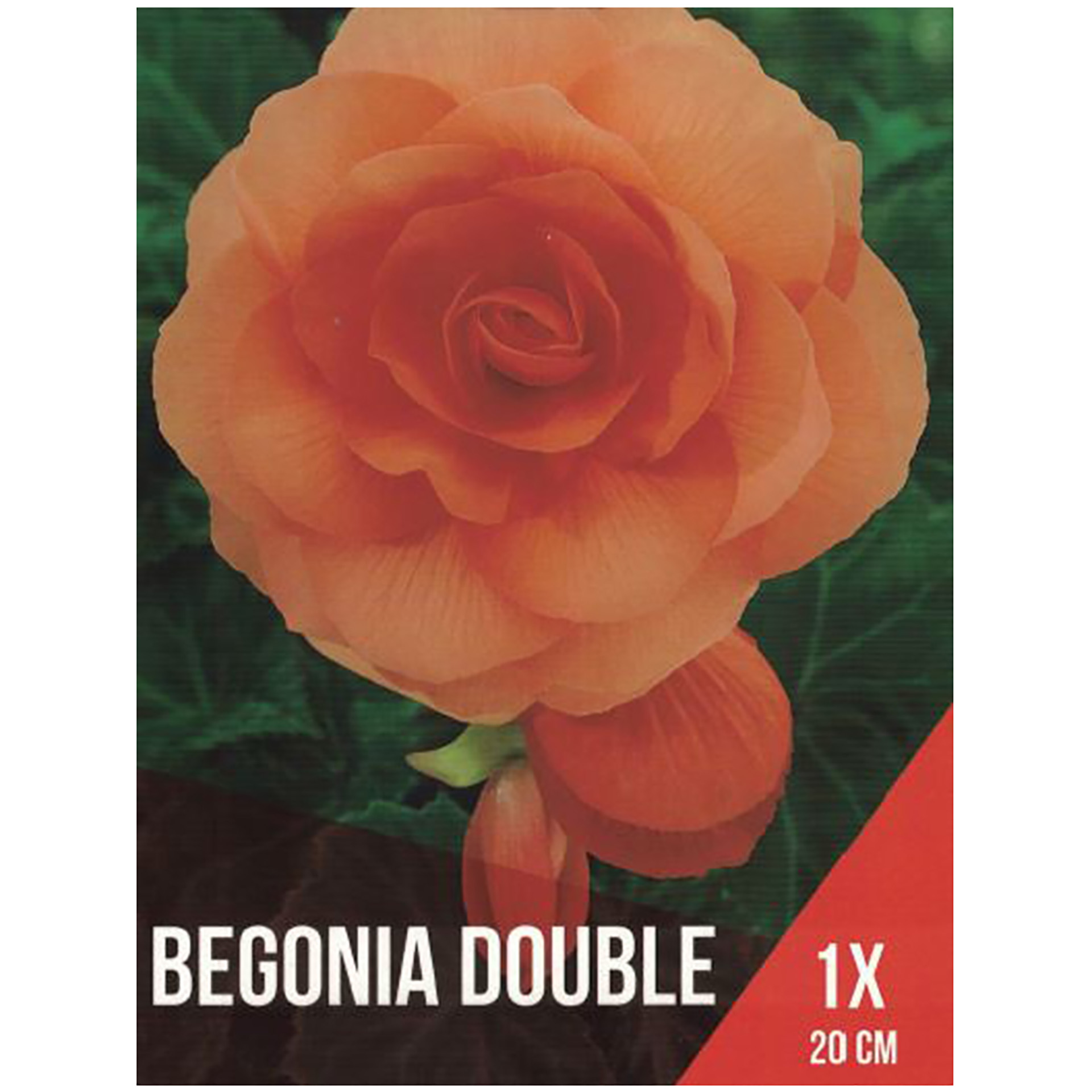 Begónia Dobrada Laranja 1 Bolbo