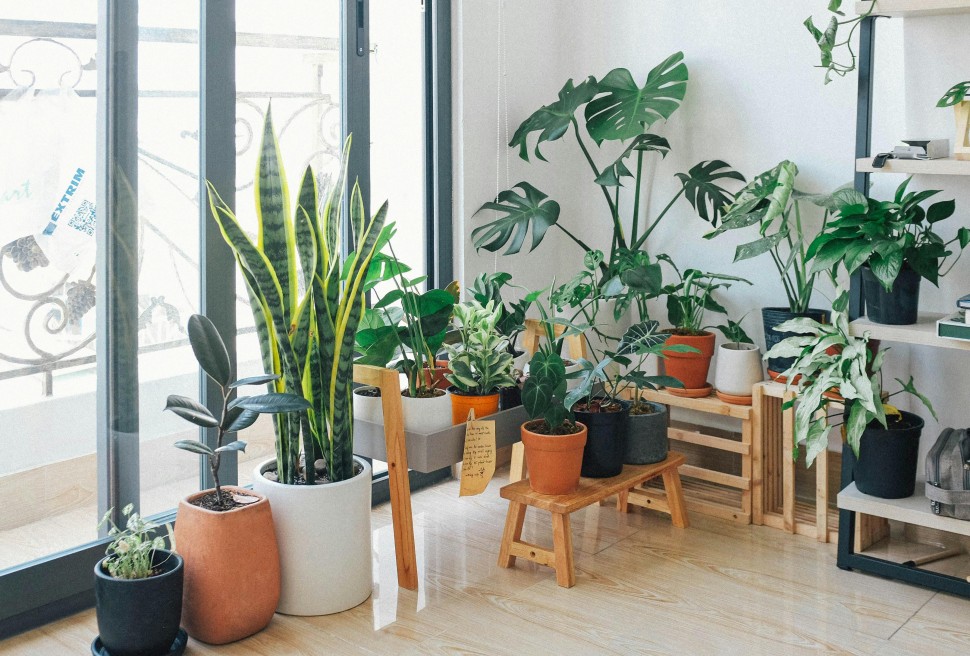 10 Plantas que prosperam no inverno