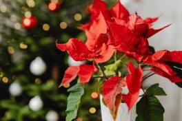 Curiosidades sobre a Poinstia, a planta do Natal