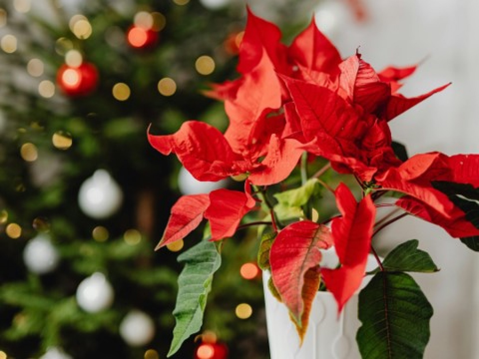 Curiosidades sobre a Poinstia, a planta do Natal