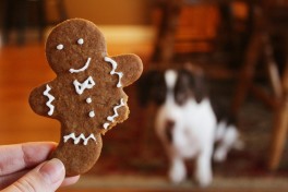 3 receitas rpidas de biscoitos de Natal para o seu co