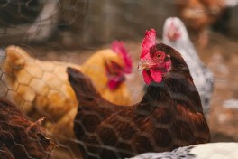 Aquecimento dos galinheiros: sugestes para o bem-estar das aves durante o Inverno