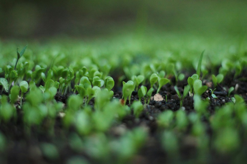 Agricultura Regenerativa: como recuperar a fertilidade do solo de forma natural