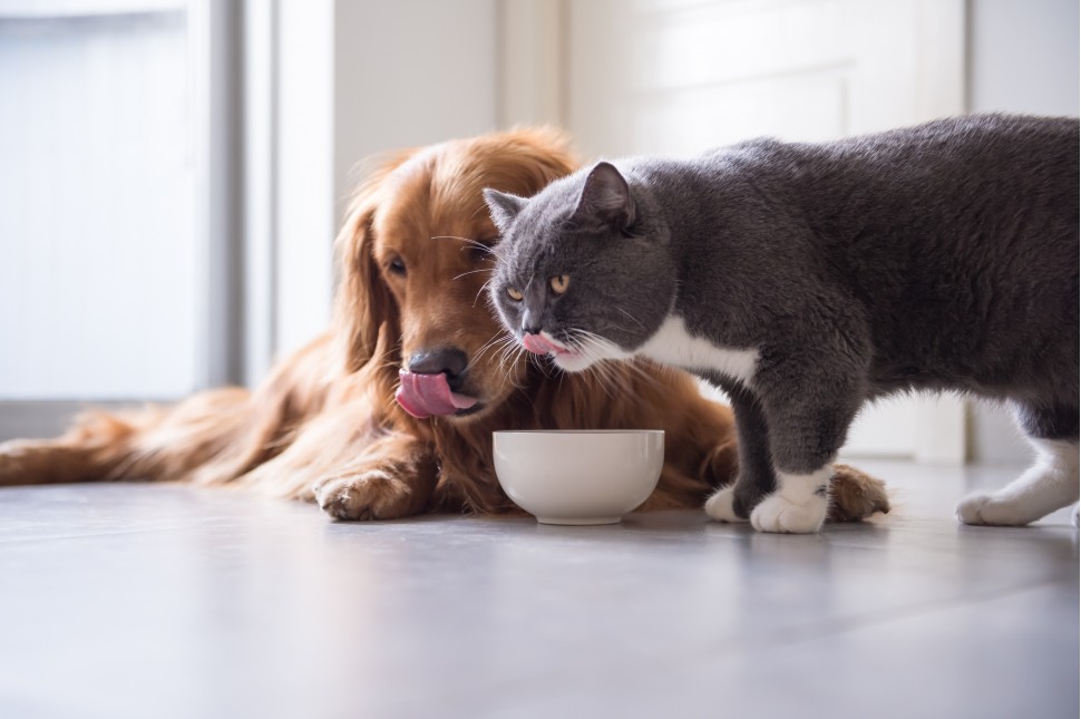 O que ces e gatos NO podem mesmo comer? Lista de alimentos perigosos