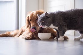 O que ces e gatos NO podem mesmo comer? Lista de alimentos perigosos