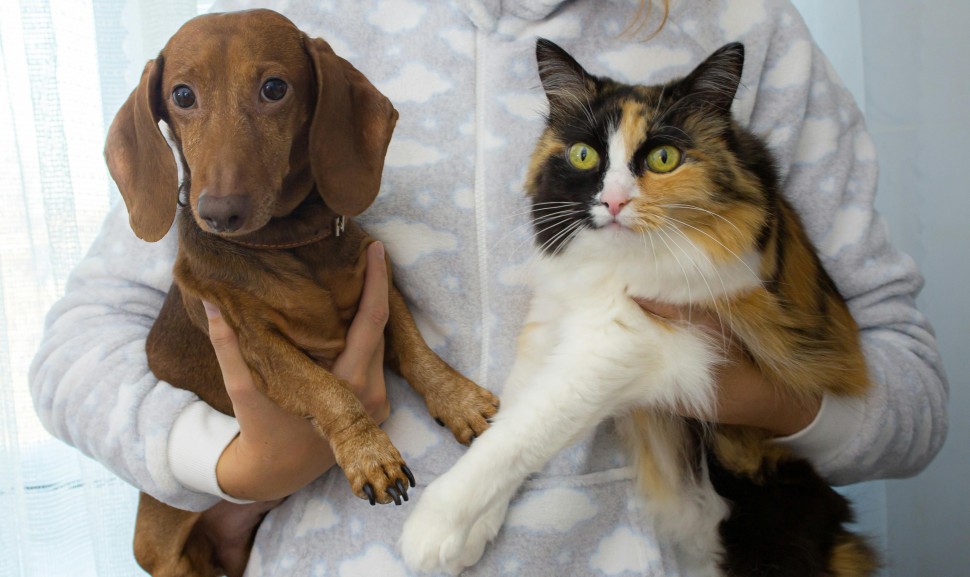 Preveno de parasitas em Ces e Gatos