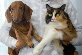 Preveno de parasitas em Ces e Gatos