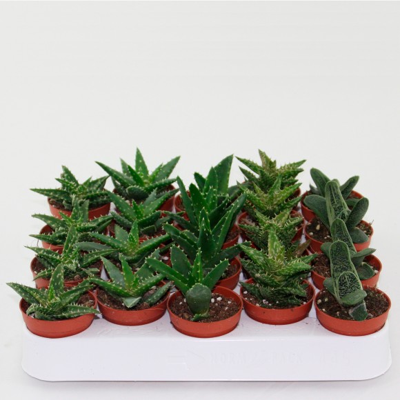 ALOE VERA MIX V5,5