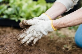 7 dicas para melhor a fertilidade do solo